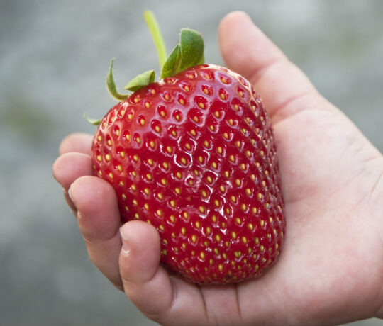 strawberry